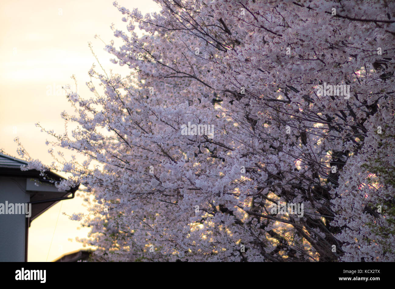 Sakura in full bloom hi-res stock photography and images - Alamy