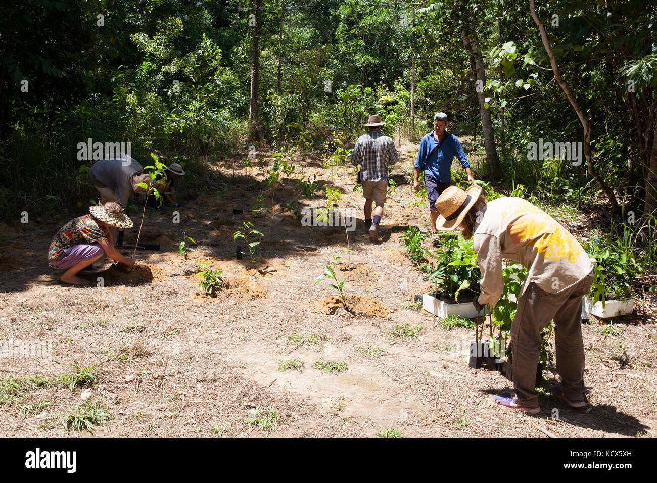 Rainforest revegetation. Rainforest Trust Australia & BeardsOn Tree