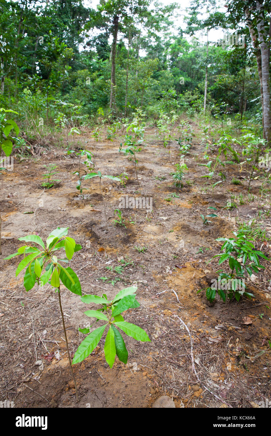 Rainforest revegetation. Rainforest Trust Australia & BeardsOn Tree