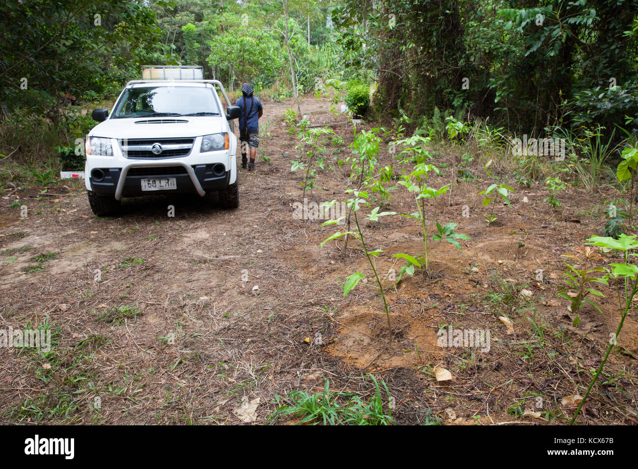 Rainforest revegetation. Rainforest Trust Australia & BeardsOn Tree