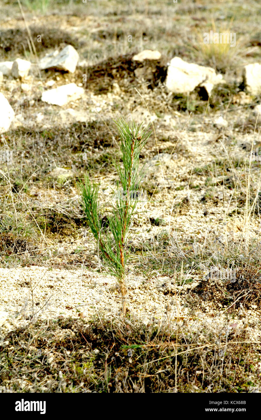 picture of a fresh planted evergreen tree .ecology concept Stock Photo