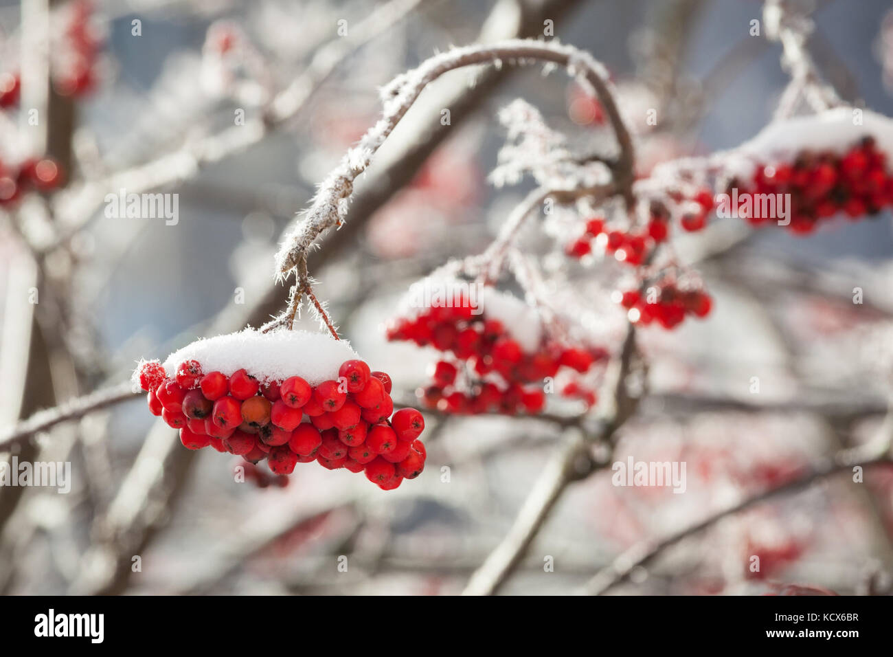 Rowan berries at winter Stock Photo - Alamy