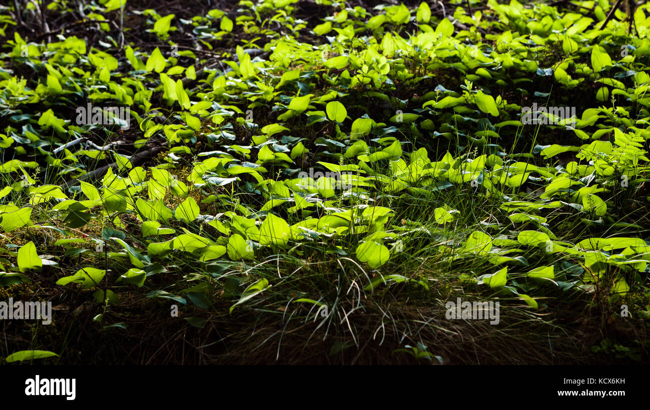 Forest floor vegetation hi-res stock photography and images - Alamy