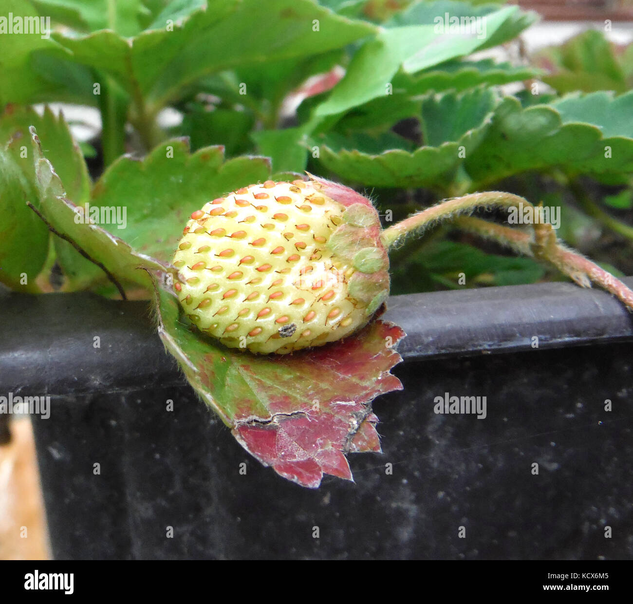 picture of a fresh organic strawberry growing Stock Photo - Alamy