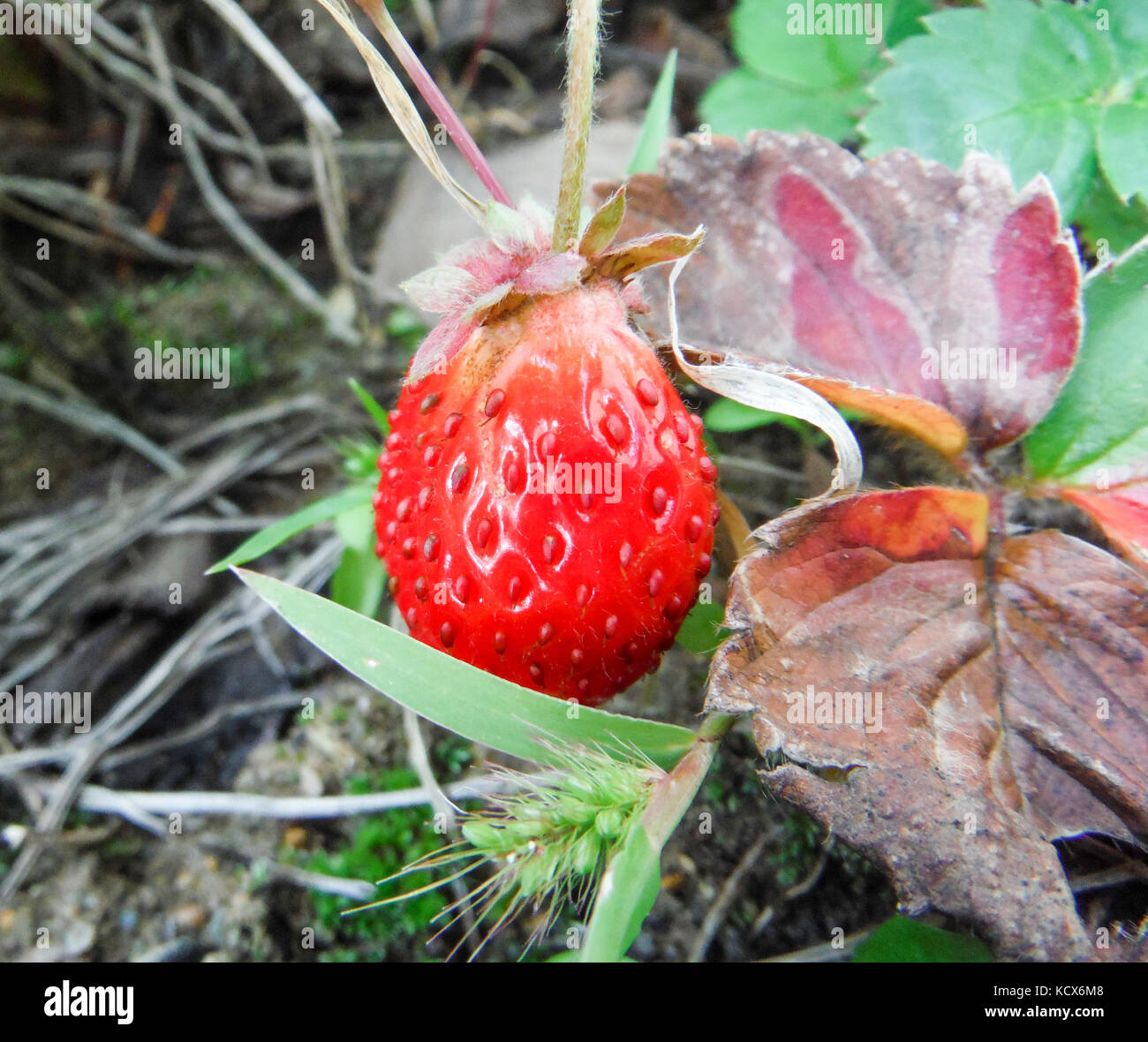 picture of a fresh organic strawberry growing Stock Photo - Alamy