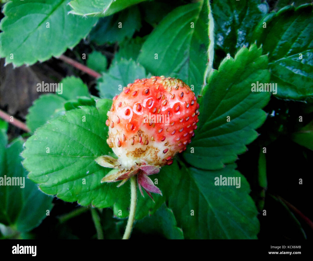 picture of a fresh organic strawberry growing Stock Photo - Alamy