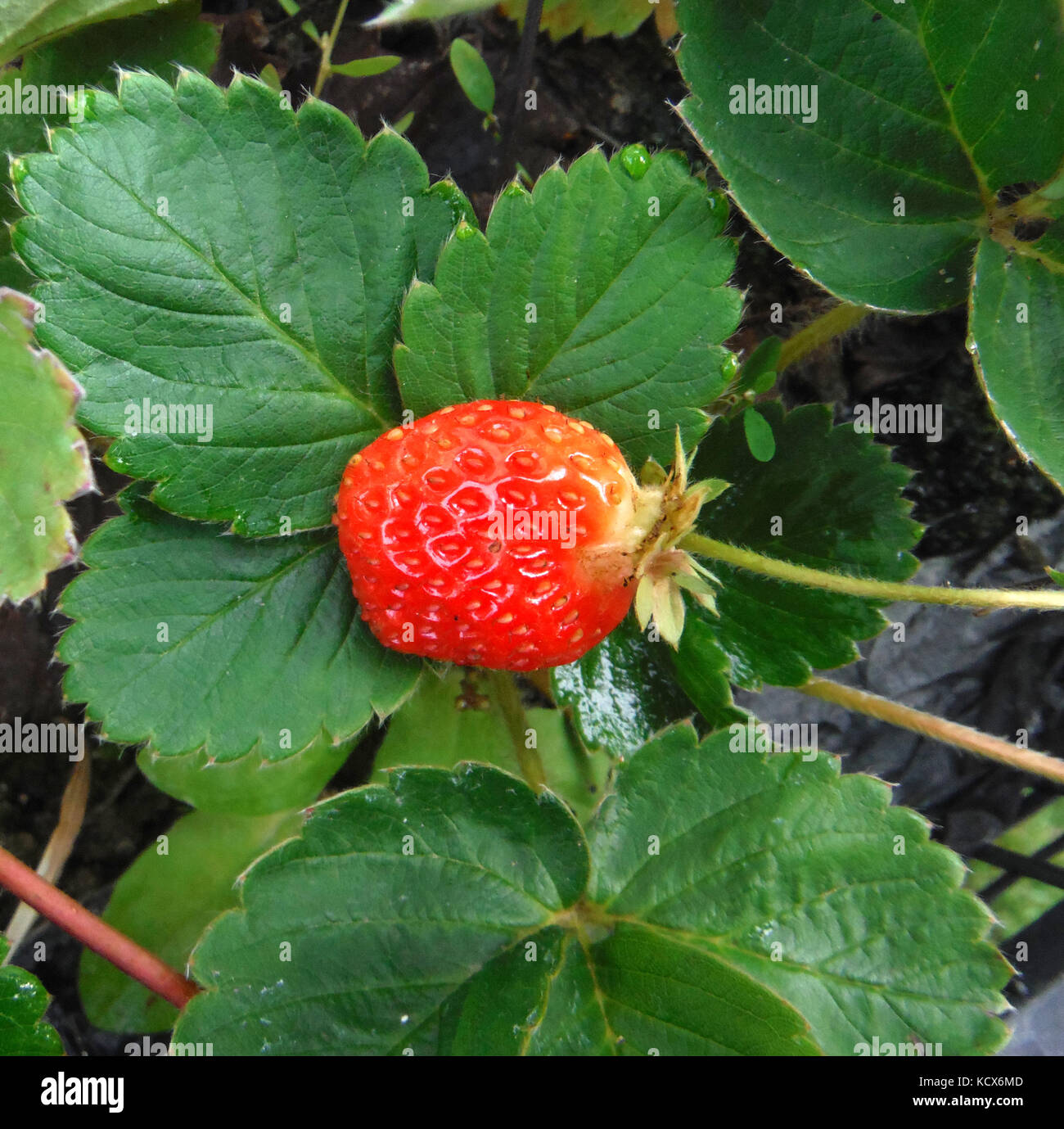 picture of a fresh organic strawberry growing Stock Photo - Alamy