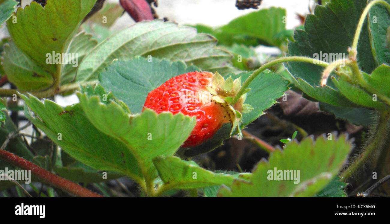 picture of a fresh organic strawberry growing Stock Photo - Alamy
