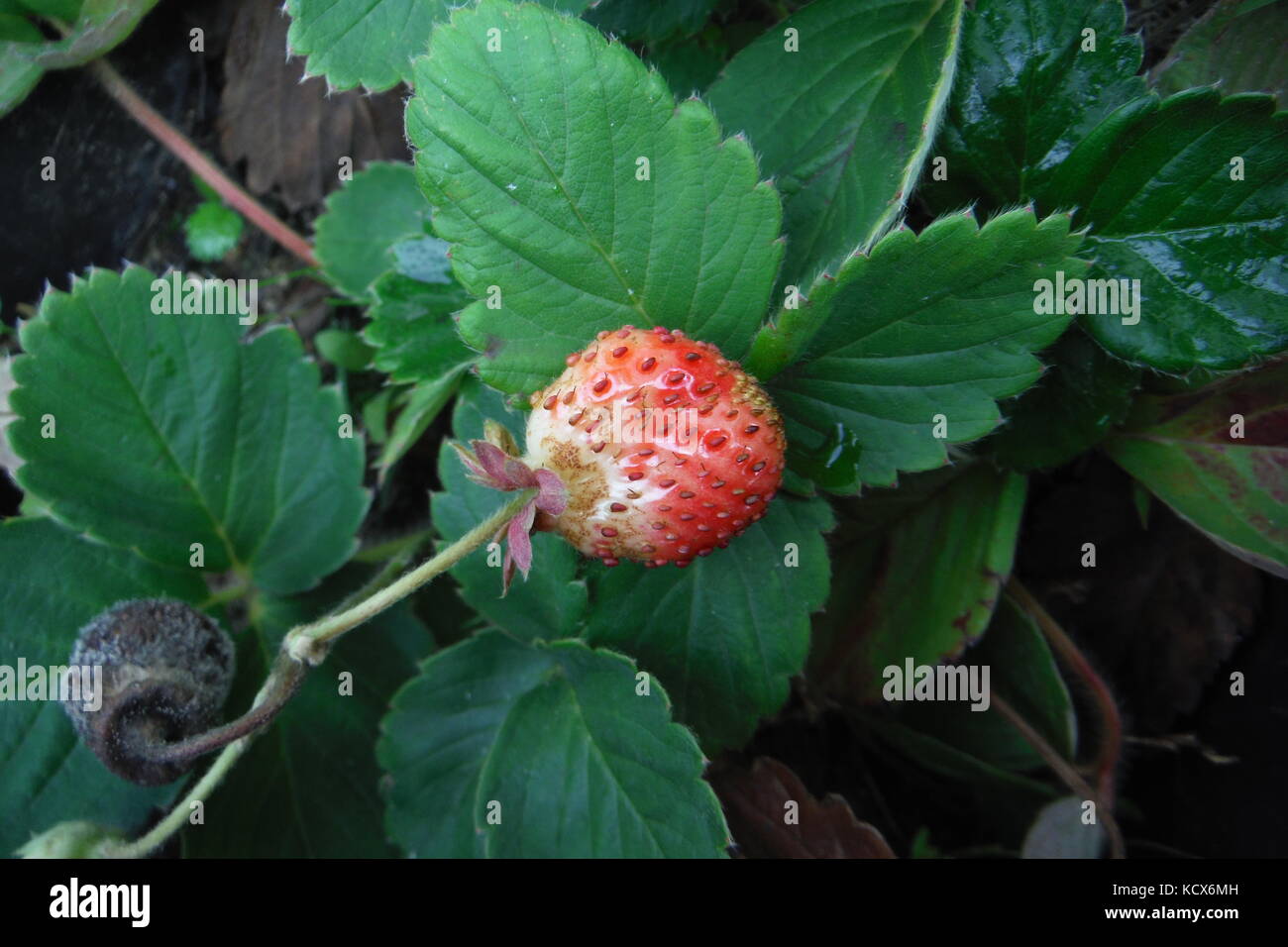 picture of a fresh organic strawberry growing Stock Photo - Alamy