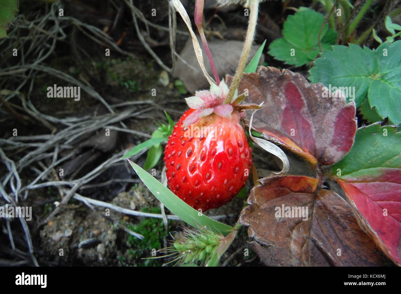 picture of a fresh organic strawberry growing Stock Photo - Alamy