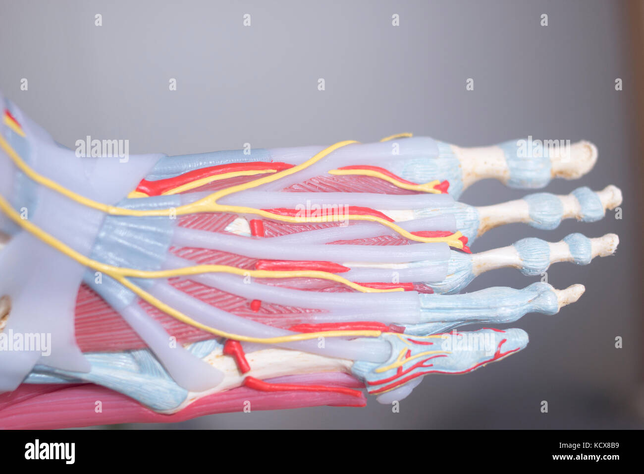 Human foot toes medical teaching model showing bones ligaments tendons