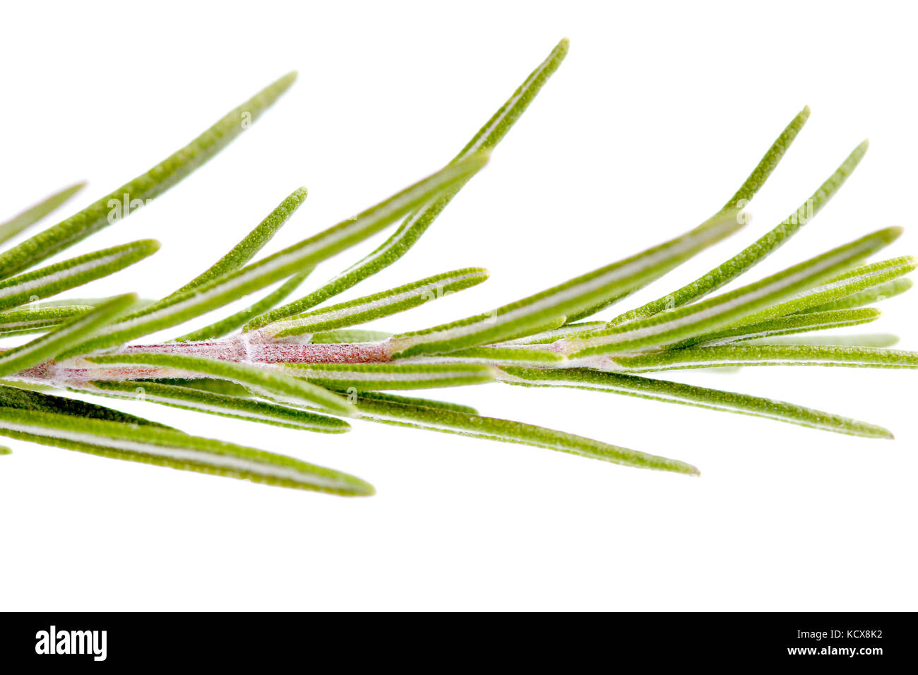 picture of a rosemary isolated on white background Stock Photo - Alamy