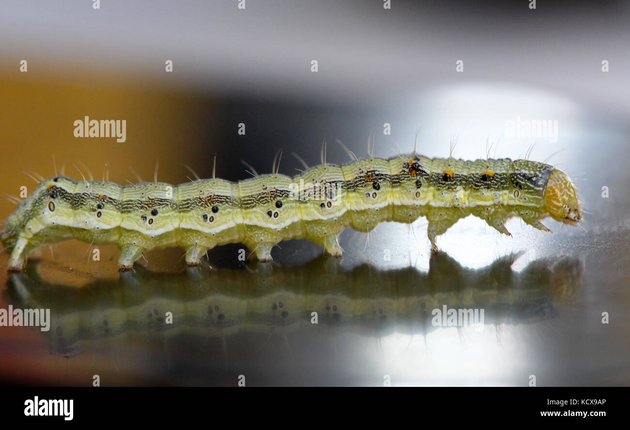 The big green caterpillar on a leaf Stock Photo - Alamy