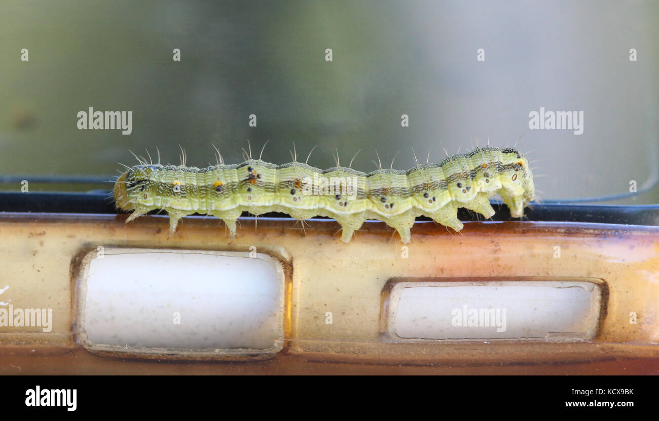 The big green caterpillar on a leaf Stock Photo - Alamy