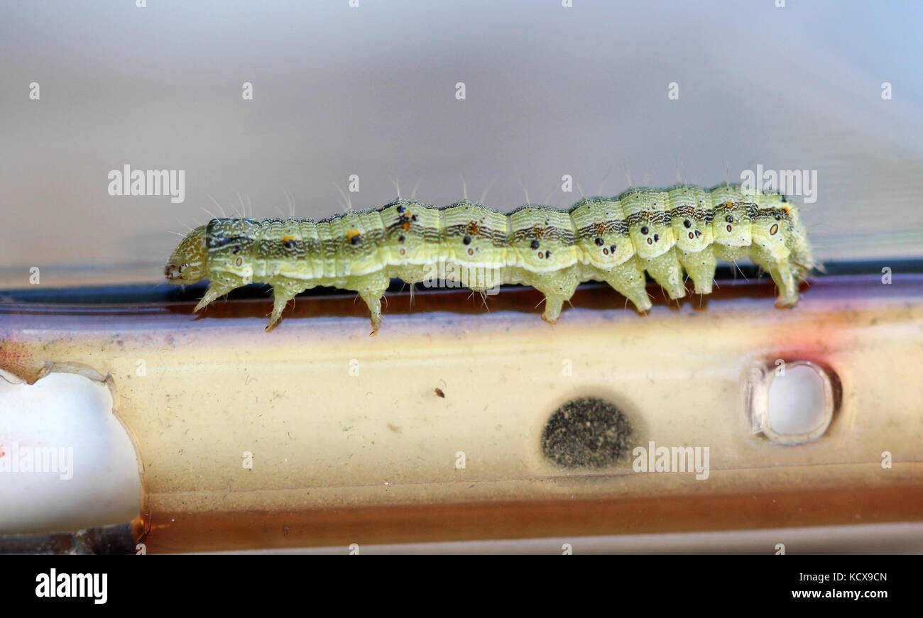 The big green caterpillar on a leaf Stock Photo - Alamy