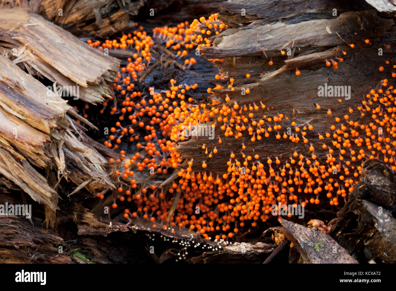 Colony of orange slime mold ( Trichia Varia) sporangias close up on a rotting log in a Southeast Alaskan rainforest. Stock Photo