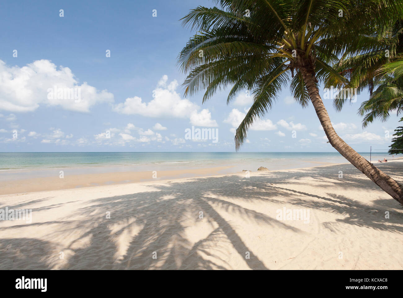 Coconut palm with white sand and blue sky Stock Photo - Alamy