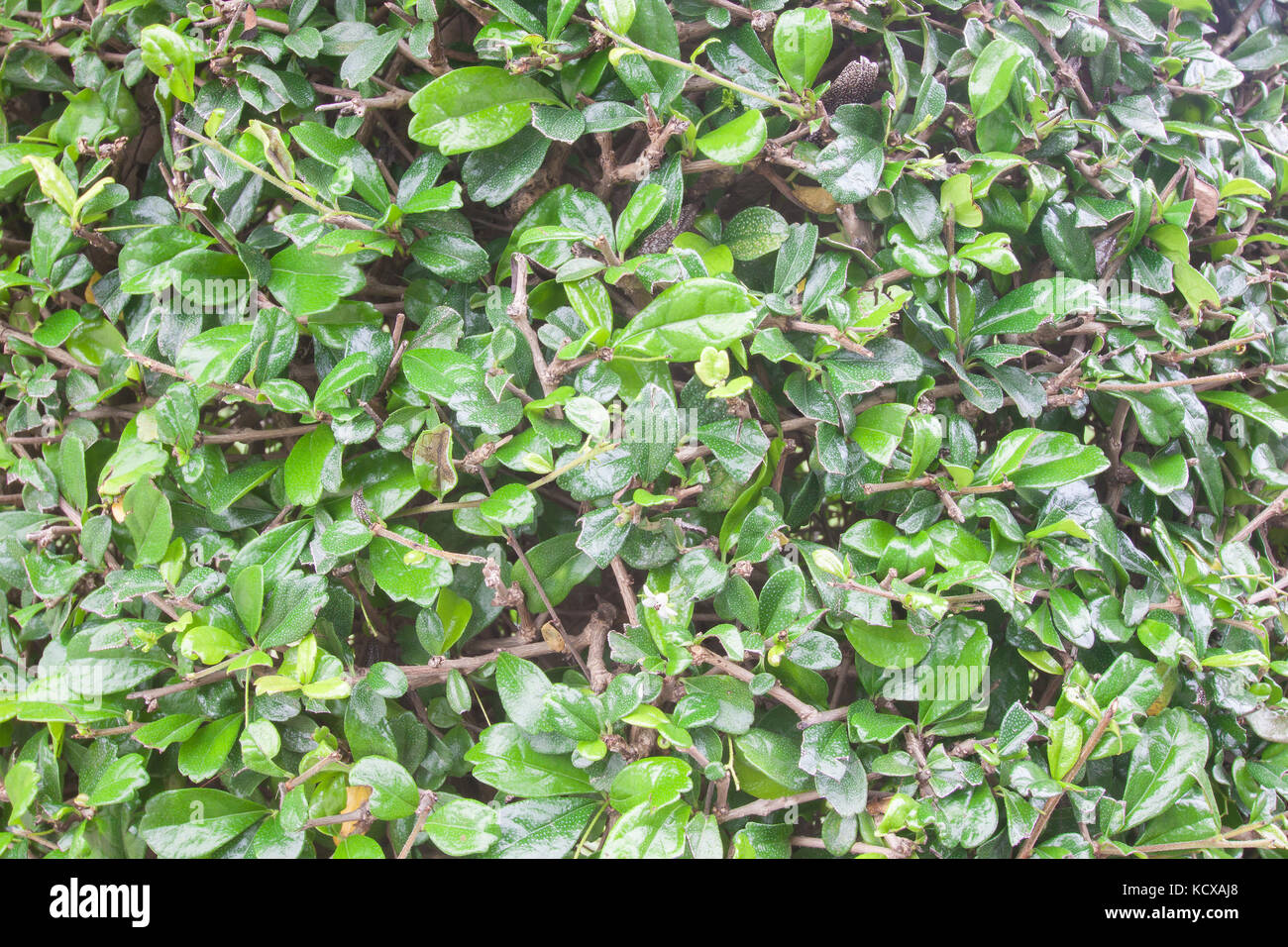 Siamese rough bush tree ( Streblus asper) Stock Photo