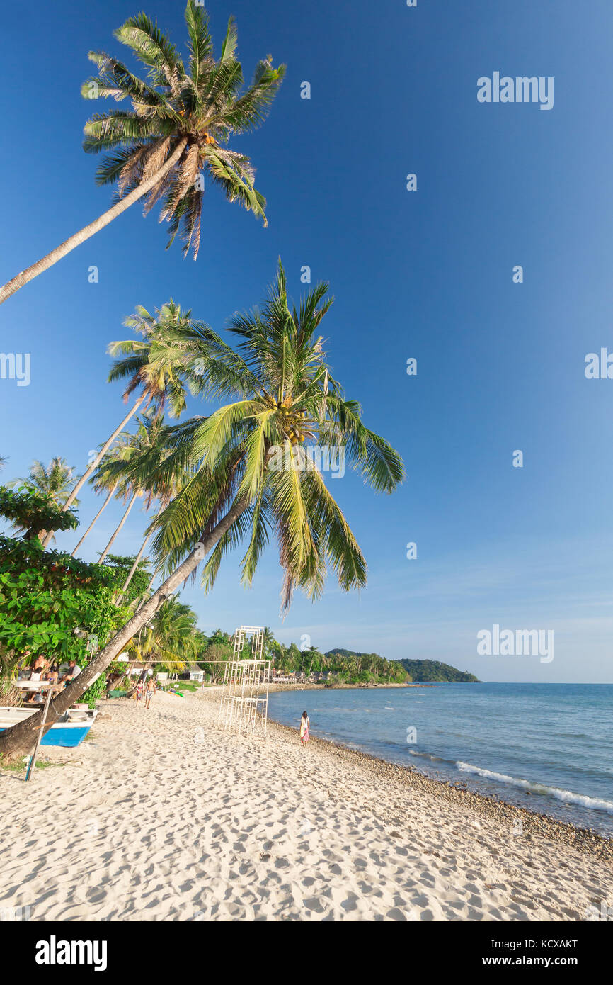 Coconut palm with white sand and blue sky Stock Photo - Alamy