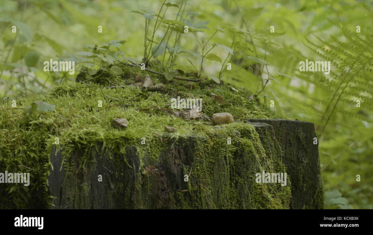 Stump in the forest. Old tree stump covered with moss. Stump green moss ...