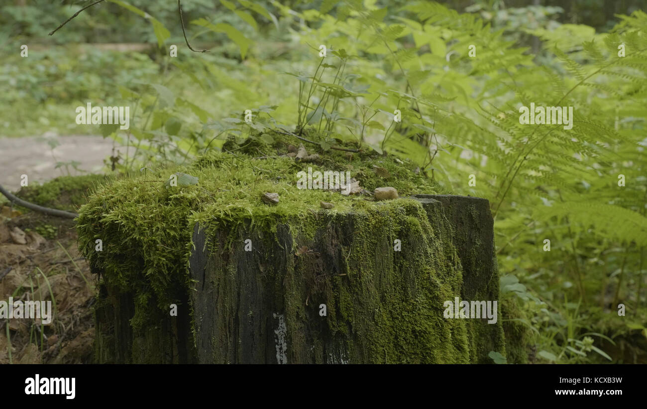 Stump in the forest. Old tree stump covered with moss. Stump green moss ...