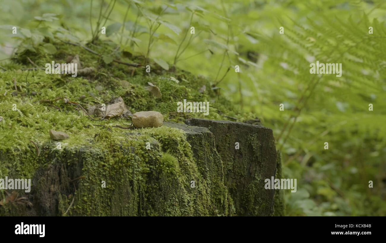 Stump in the forest. Old tree stump covered with moss. Stump green moss ...