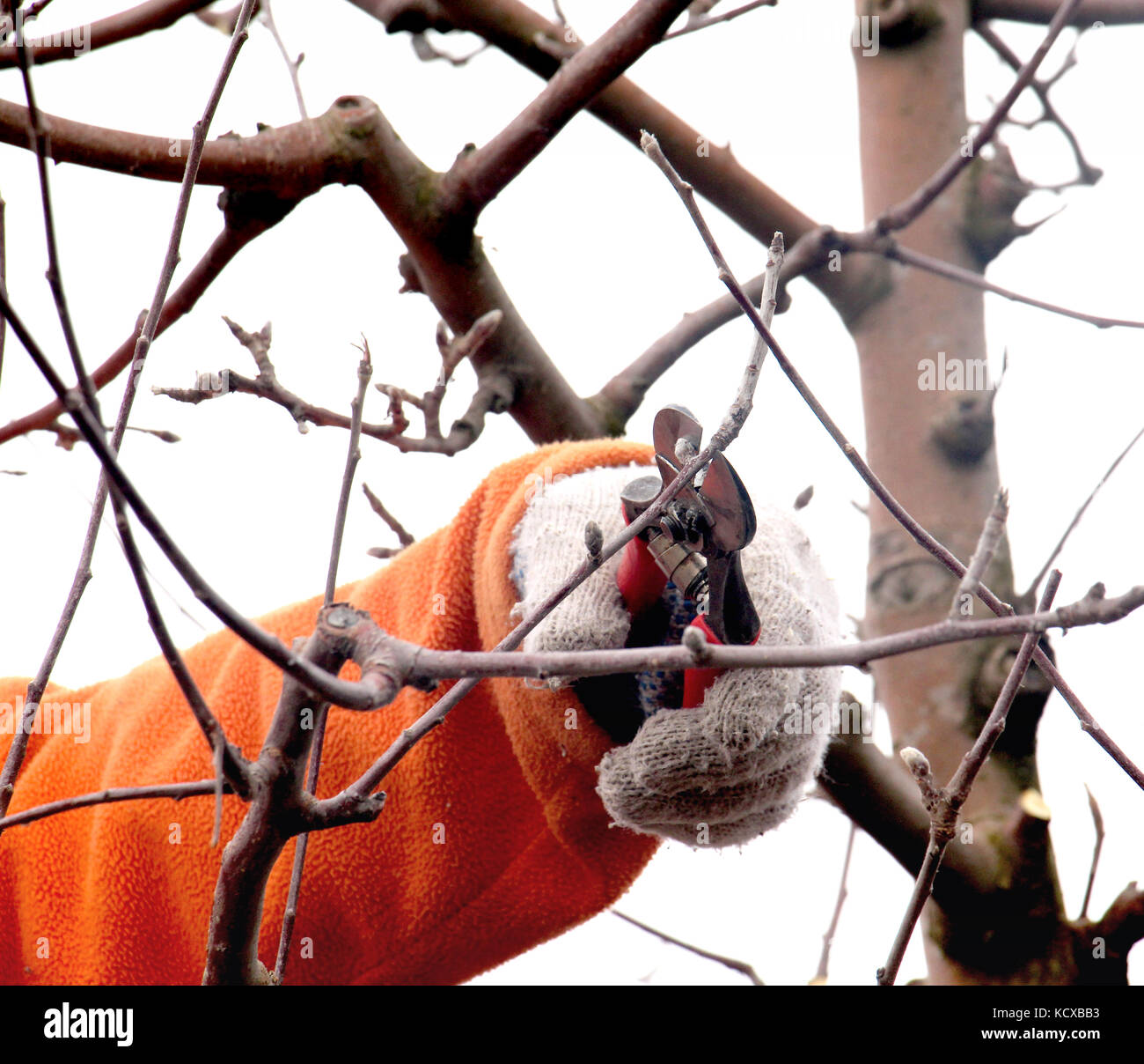 picture of a man pruning apple tree in december Stock Photo Alamy