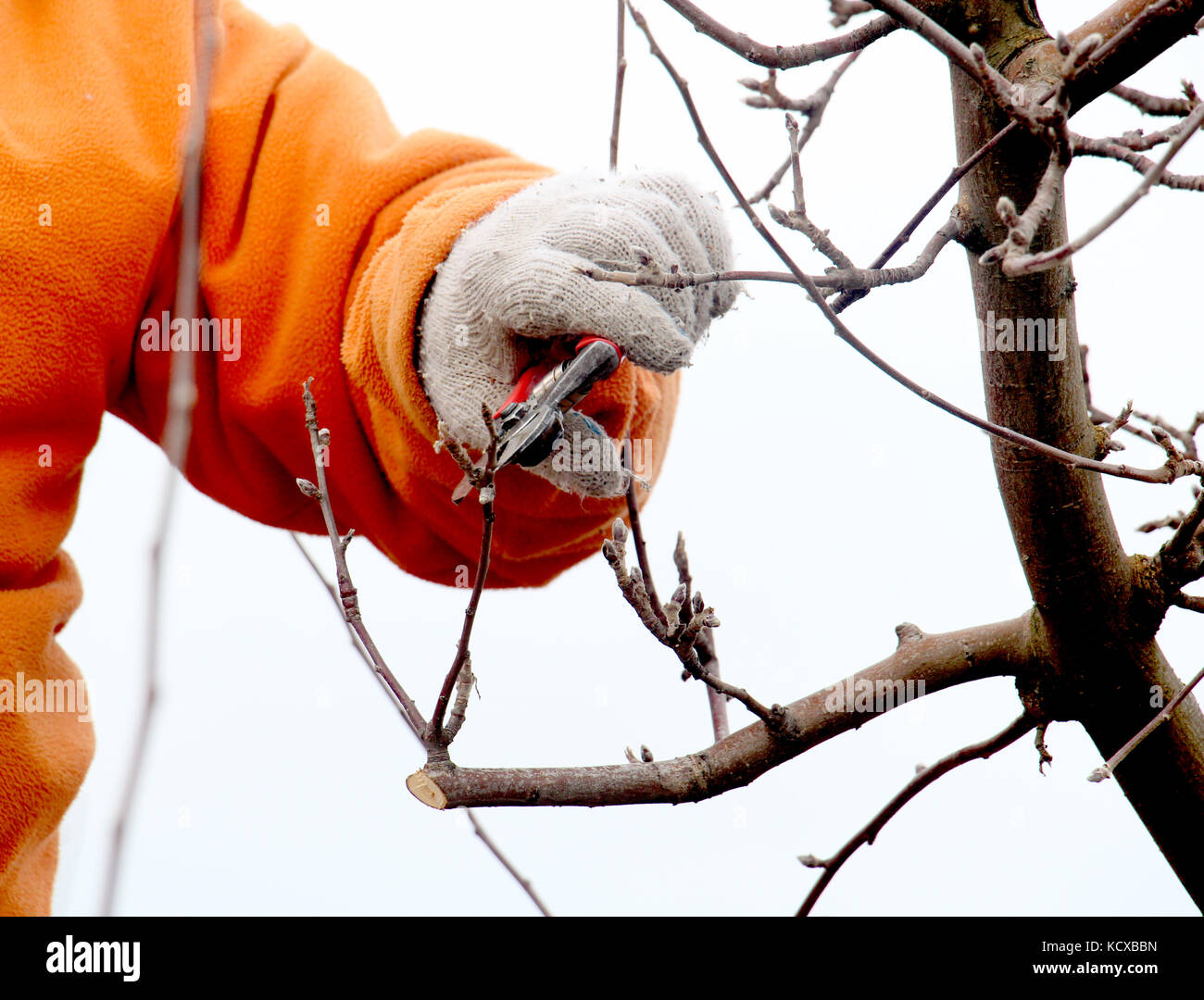 picture of a man pruning apple tree in december Stock Photo Alamy