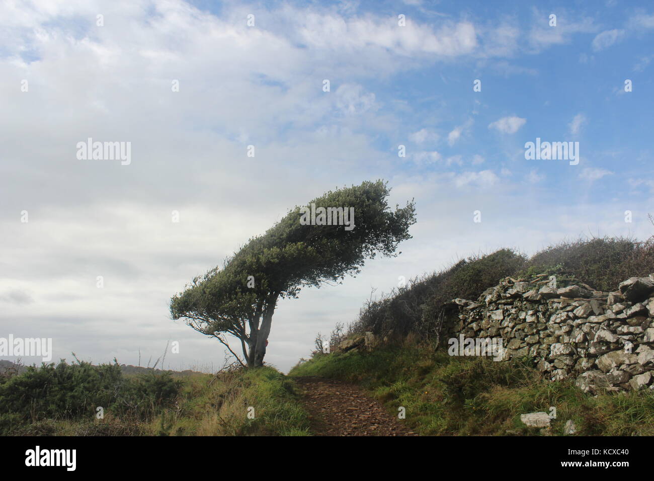 Exposed tree along English channel extremely windswept to the shape of the land. Almost falling over. Stock Photo