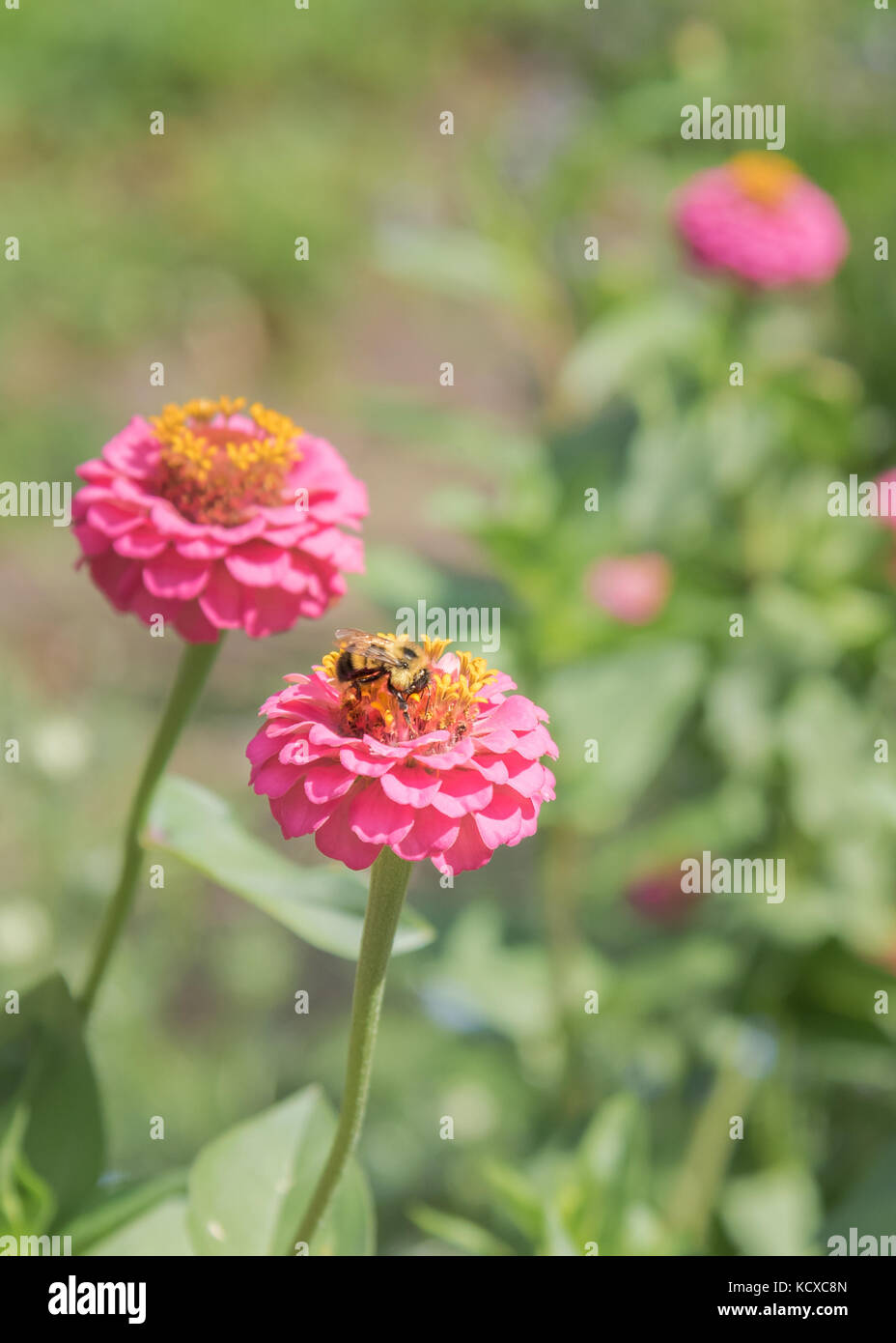 Bright pink zinnias with bee in garden Stock Photo Alamy
