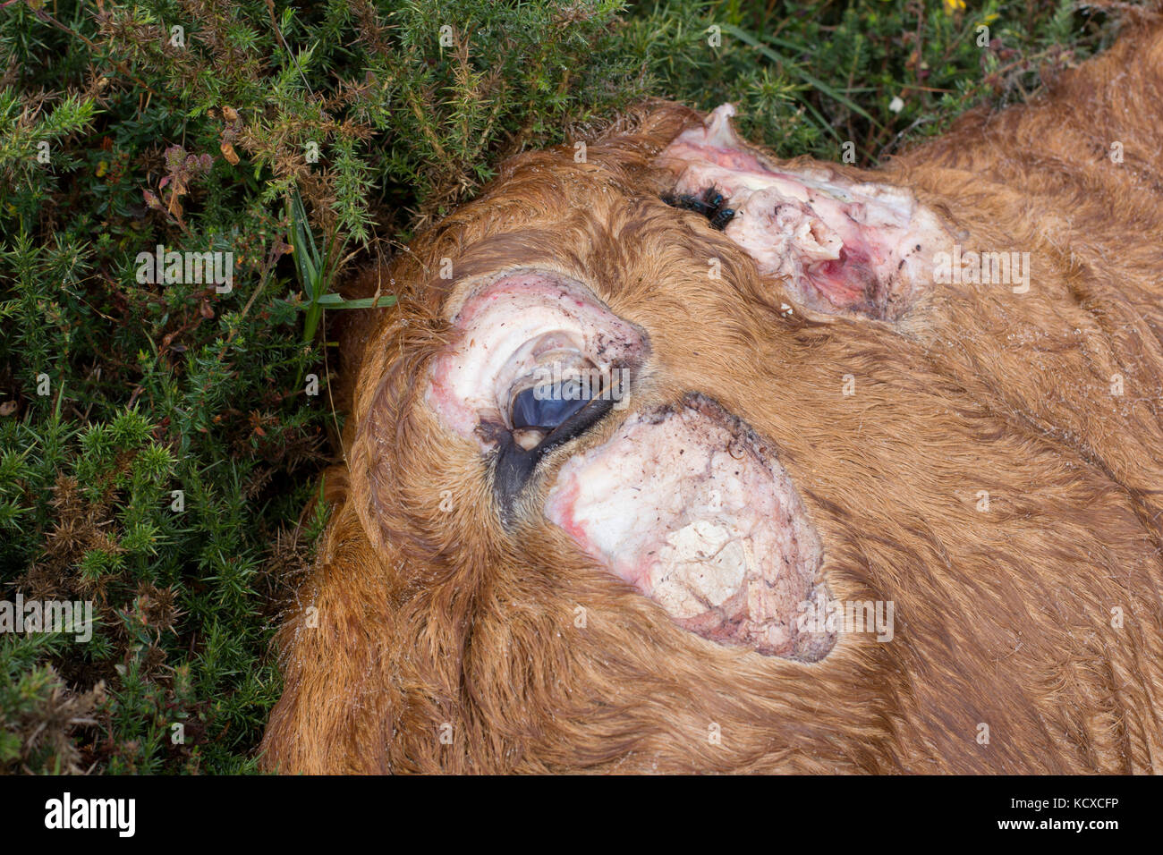 Dead cow Stock Photo