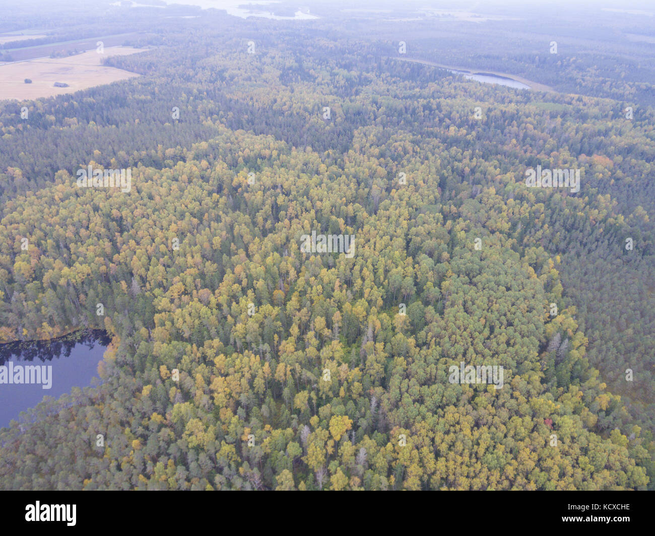 Aerial view of autumn forest Stock Photo - Alamy