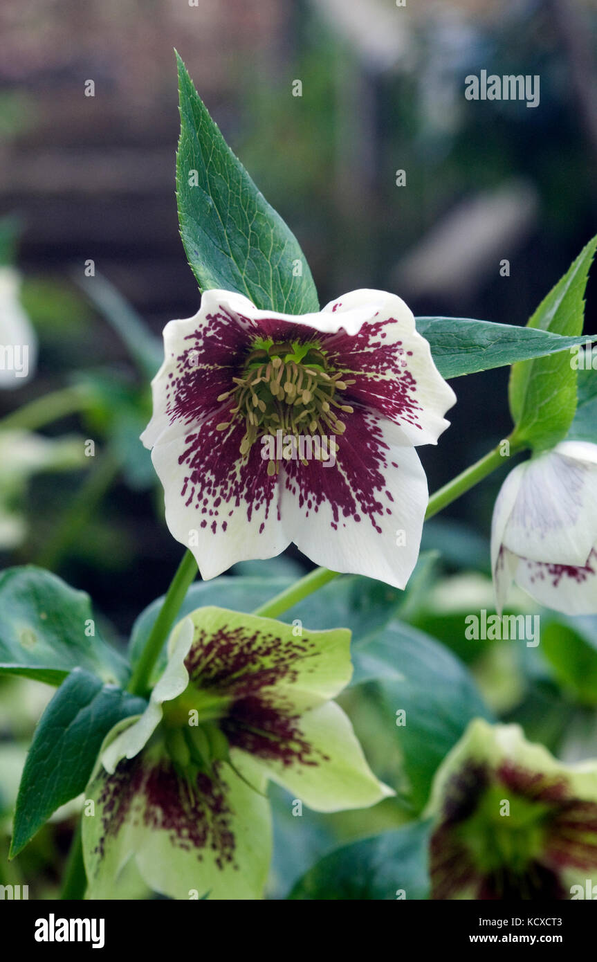 Hellebore flower Stock Photo