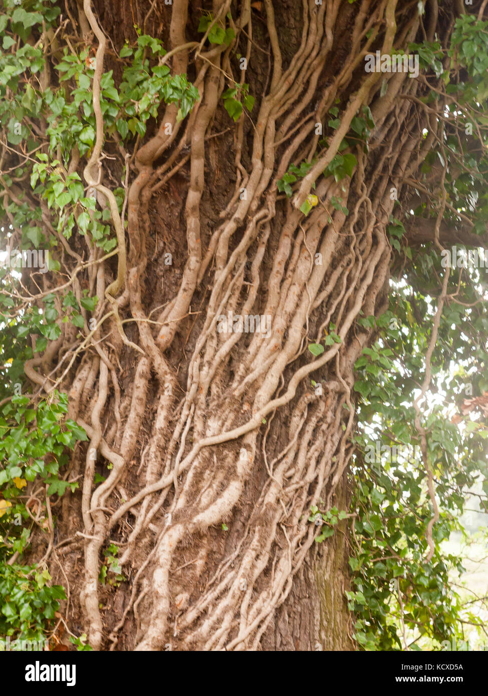 Old oak tree with vegetation on the bark hires stock photography and