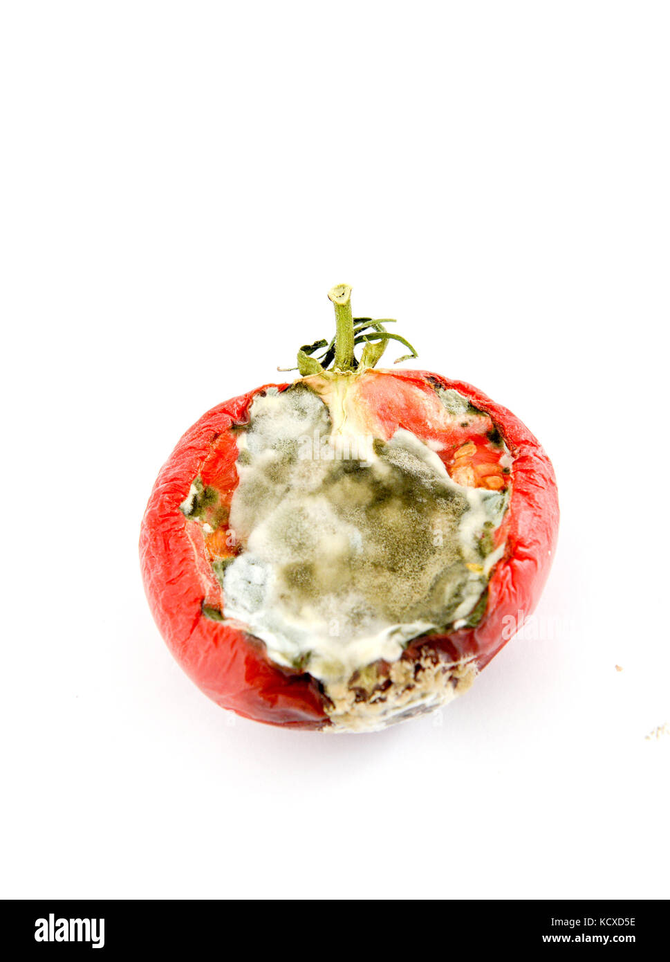 rotten tomato isolated on white,image of a Stock Photo - Alamy