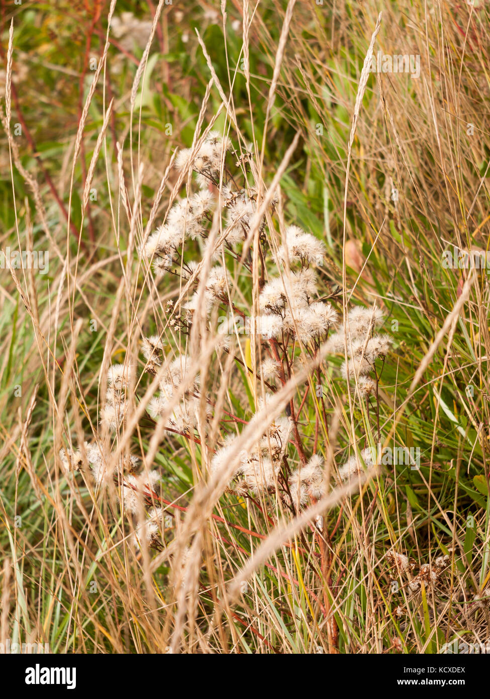 many white fluffy flower heads on plant in the grass background autumn; essex; england; uk Stock