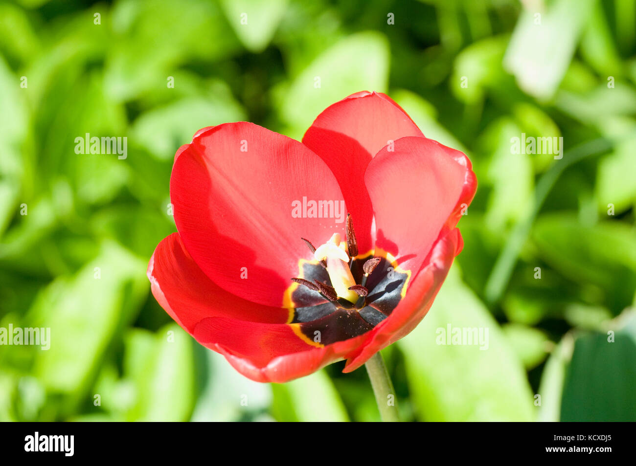 Red wild poppy in sunlight Stock Photo