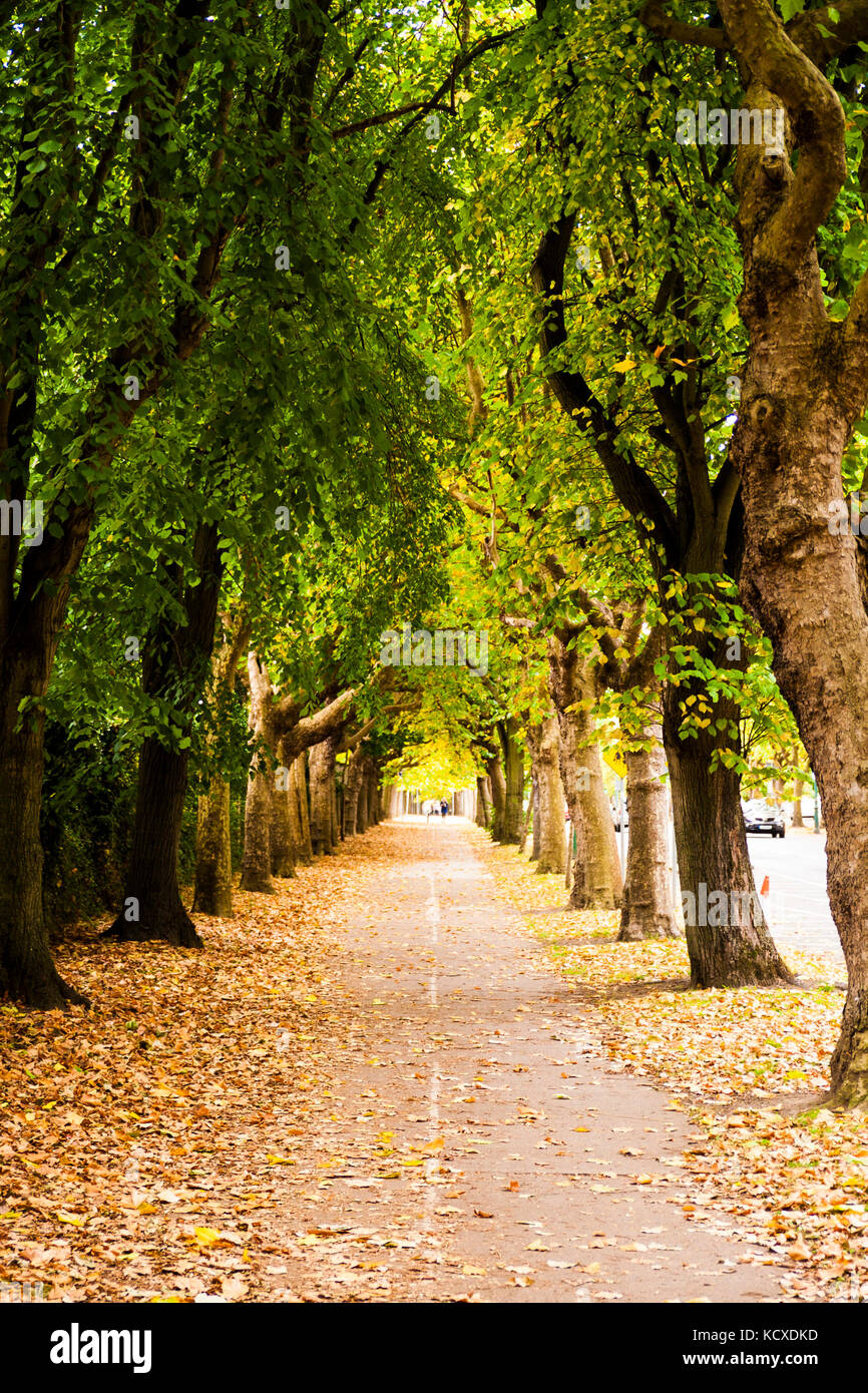Griffith Avenue Dublin 9 Ireland Leafy Tree Lined Street In Autumn Stock Photo Alamy