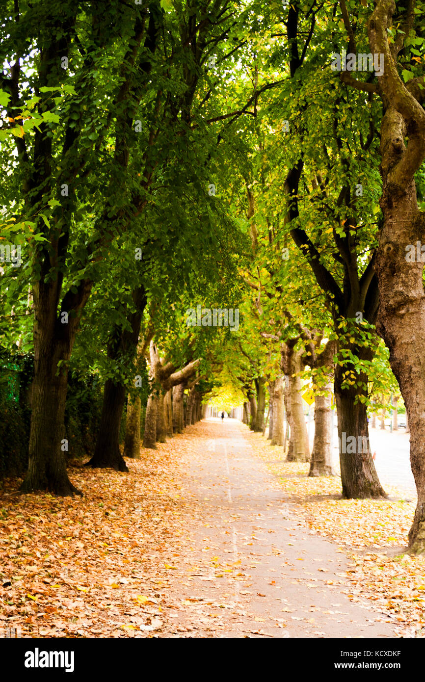 Griffith Avenue, Dublin 9, Ireland, Tree Lined street in Autumn lush colours and fallen leaves, leaves falling autumn concept, dublin street trees Stock Photo