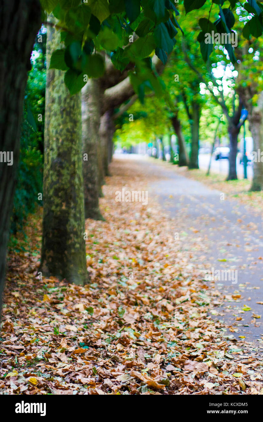 Griffith Avenue, Dublin 9, Ireland, Tree Lined street in Autumn with lush colours and fallen leaves, leaves falling autumn concept, death concept Stock Photo