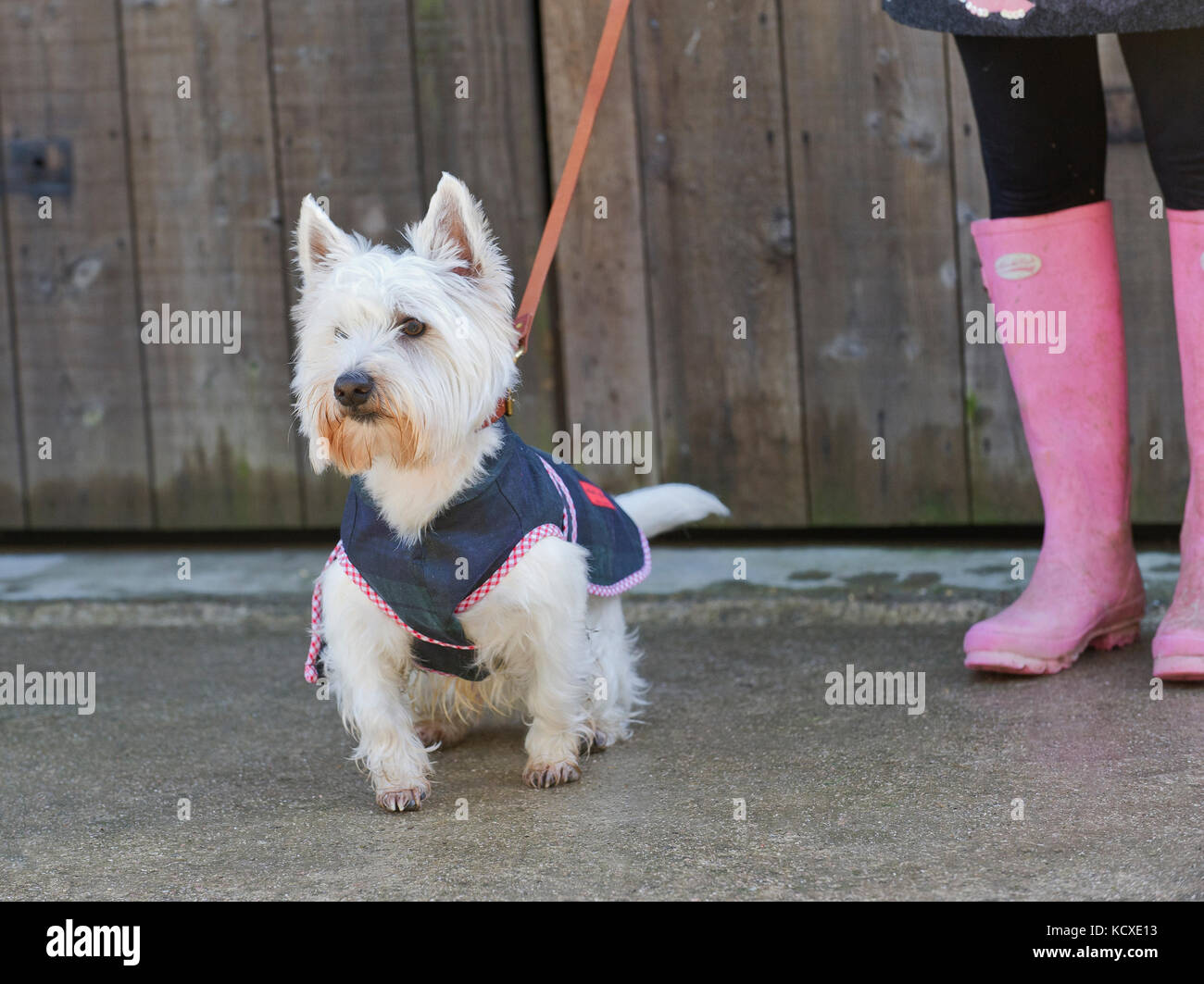 Legs of a lady wearing candy floss pink wellington boots (gum boots) holiday a small West-Highland terrier on a lead. Tarmac surface against a fence Stock Photo