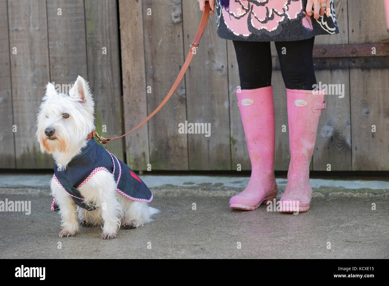 Legs of a lady wearing candy floss pink wellington boots (gum boots) holiday a small West-Highland terrier on a lead. Tarmac surface against a fence Stock Photo