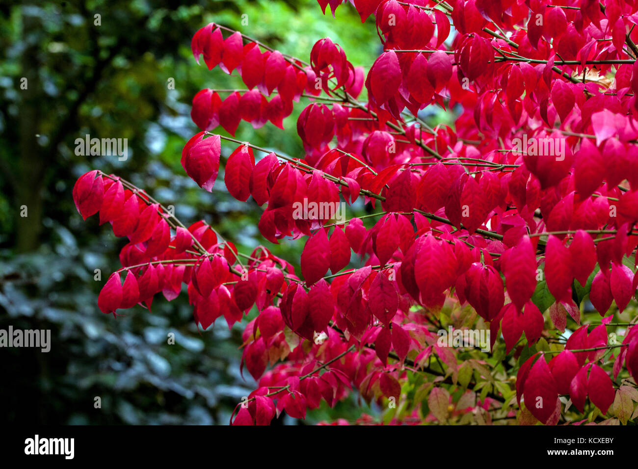 Euonymus alatus winged spindle or burning bush in garden