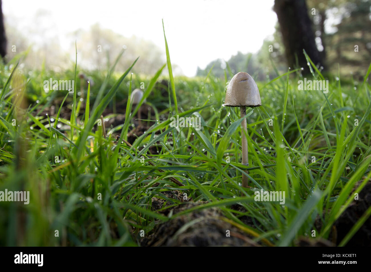 Mushroom spain hires stock photography and images Alamy