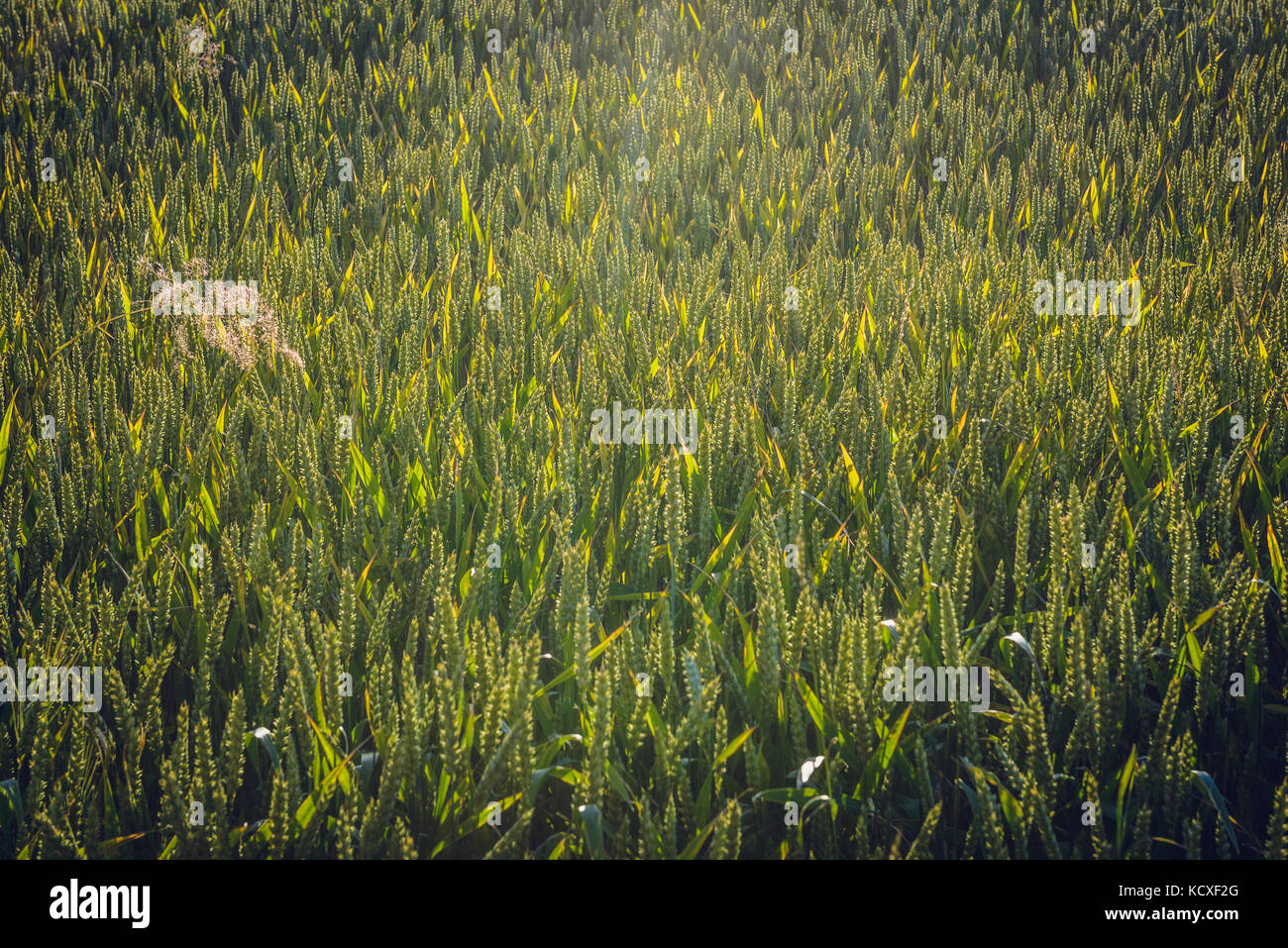 Close up on a wheat field in Masovian Voivodeship, Poland Stock Photo