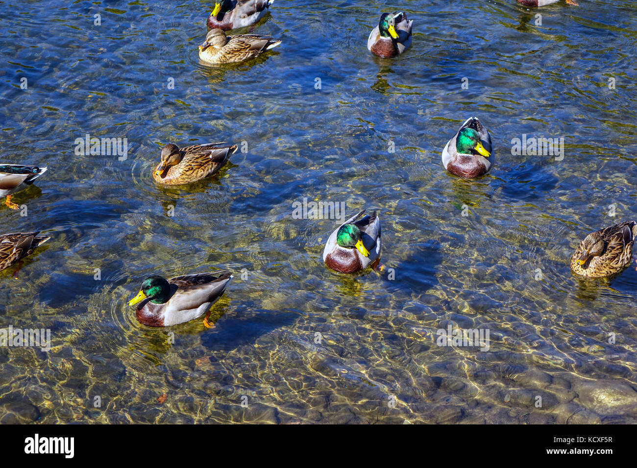Mallard ducks swimming on clean water, Ariege River, Ariege, France Stock Photo