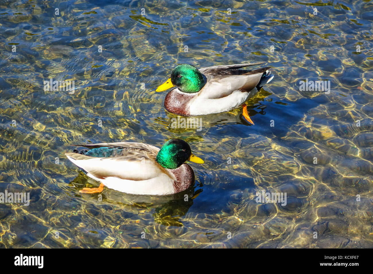 Mallard ducks swimming on clean water, Ariege River, Ariege, France Stock Photo