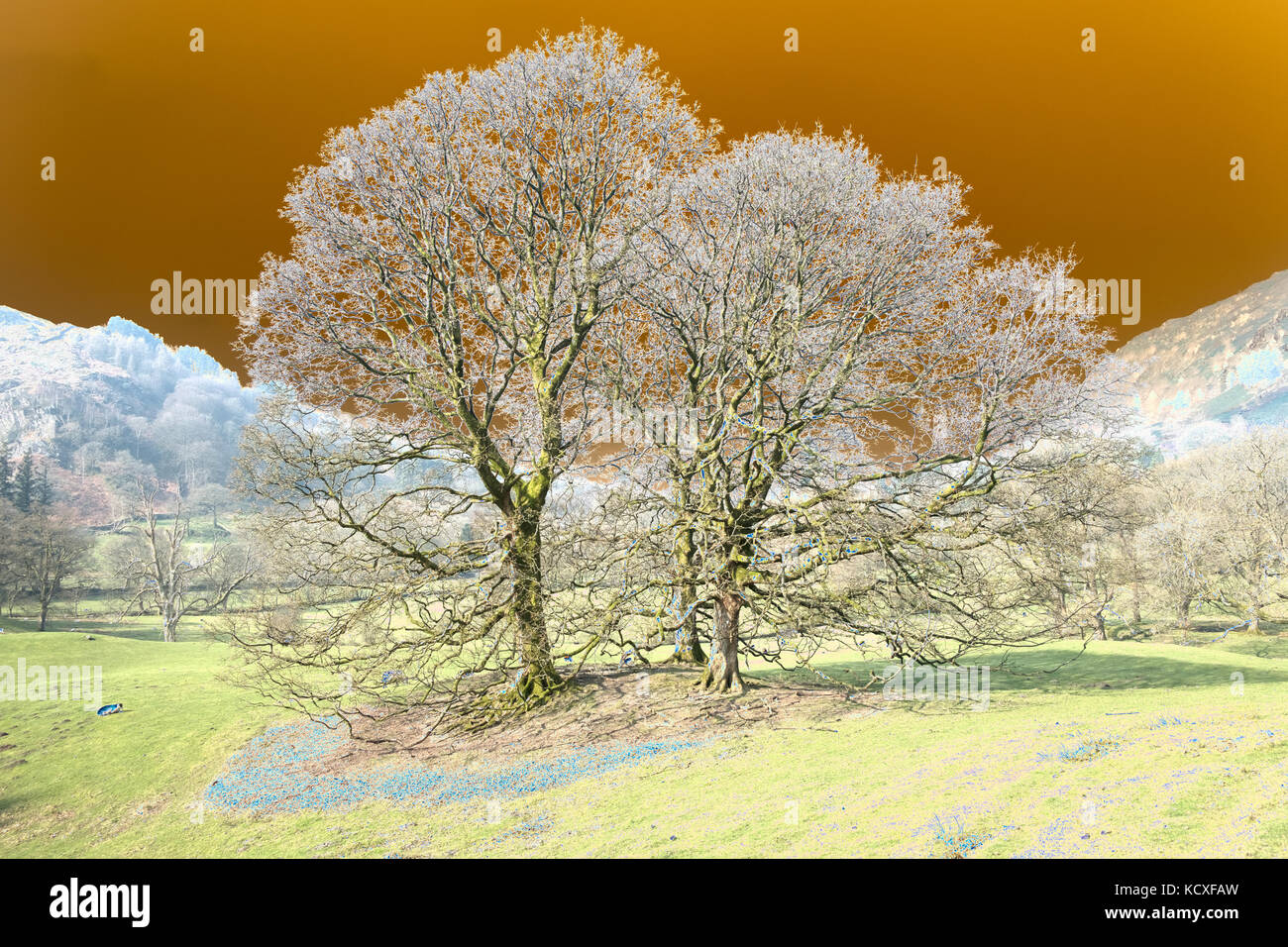 Colourised, abstract, trees in Rydal Park, Lake District National Park, UK Stock Photo