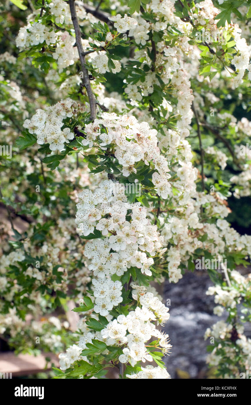 May Thorn tree in full flower Stock Photo