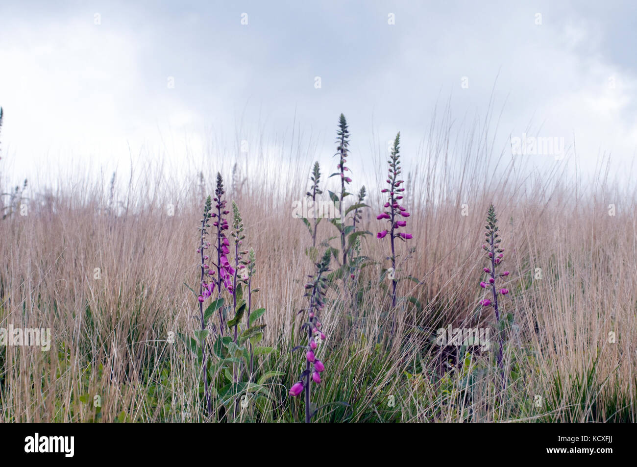 Indigenous foxgloves on open moorland among grasses Stock Photo